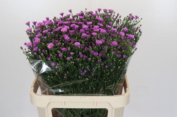 <h4>Aster Casarosa</h4>