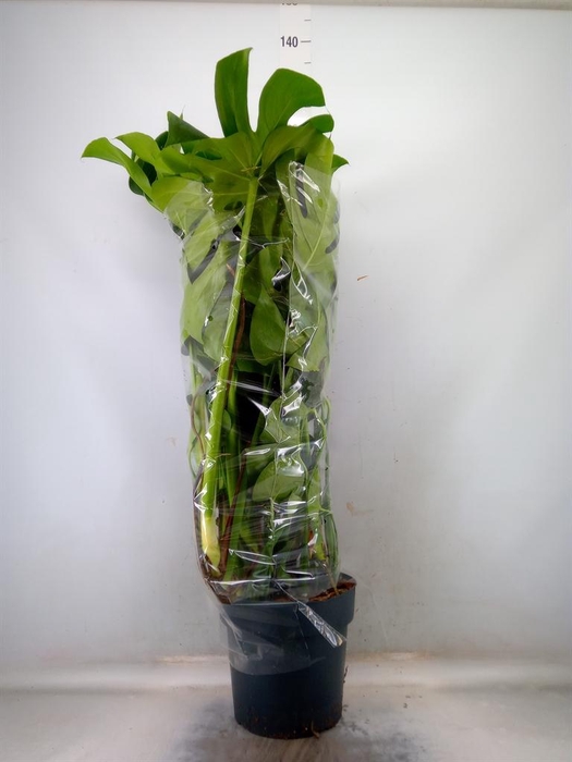 <h4>Monstera delic.</h4>