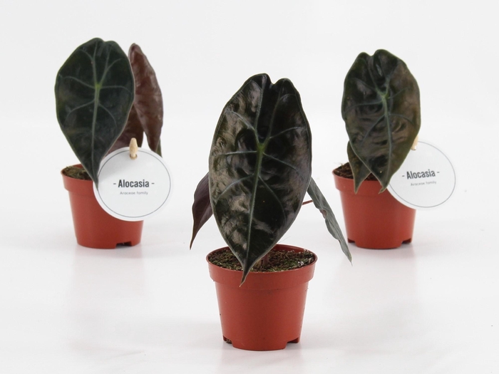 <h4>Alocasia Suhirmaniana Red Petiole</h4>
