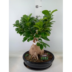 Ficus microcarpa 'Ginseng'
