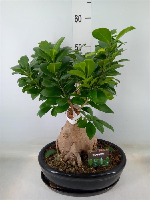 <h4>Ficus microcarpa 'Ginseng'</h4>