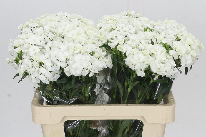 <h4>Dianthus Br Aldo White</h4>