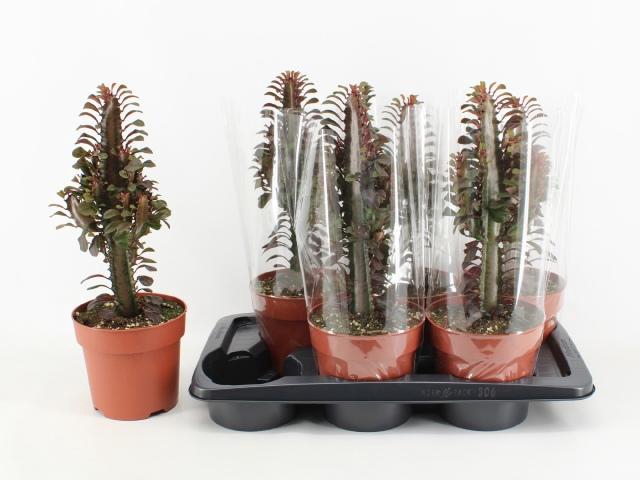 <h4>EUPHOR TRIG RUBRA</h4>