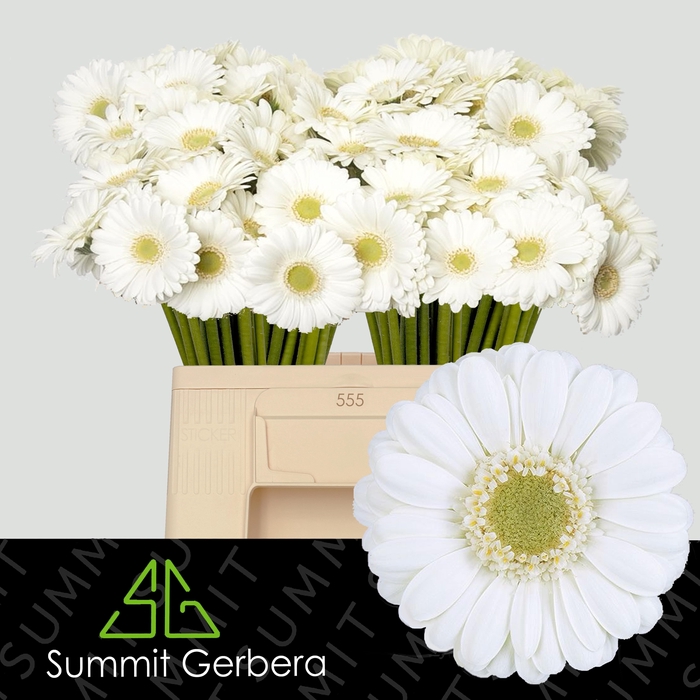 <h4>Germini Albino Water/Hoes x80</h4>