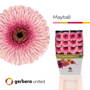 Gerbera Pomponi May Ball Diamond per kaart