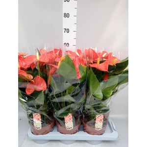 Anthurium andr. 'Florida'