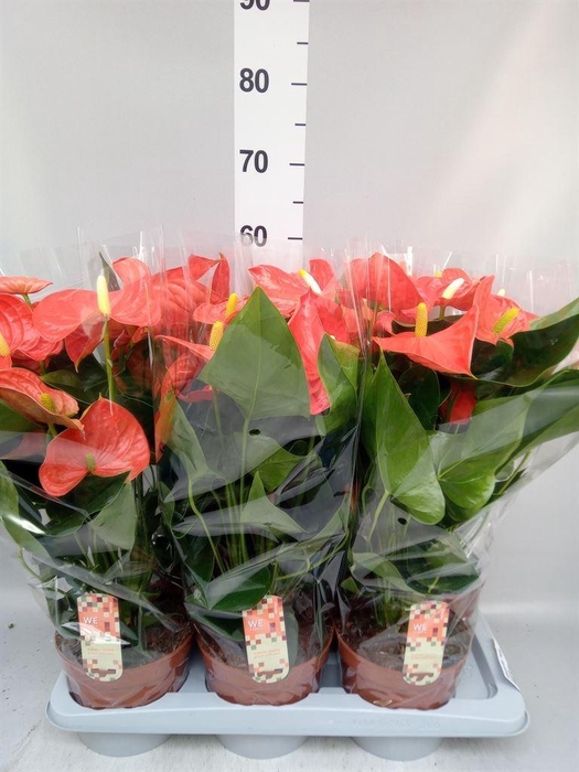 <h4>Anthurium andr. 'Florida'</h4>