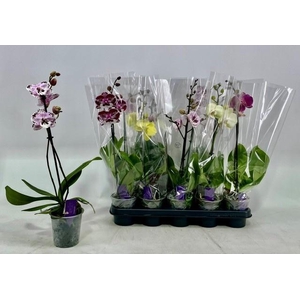 PHAL GEM