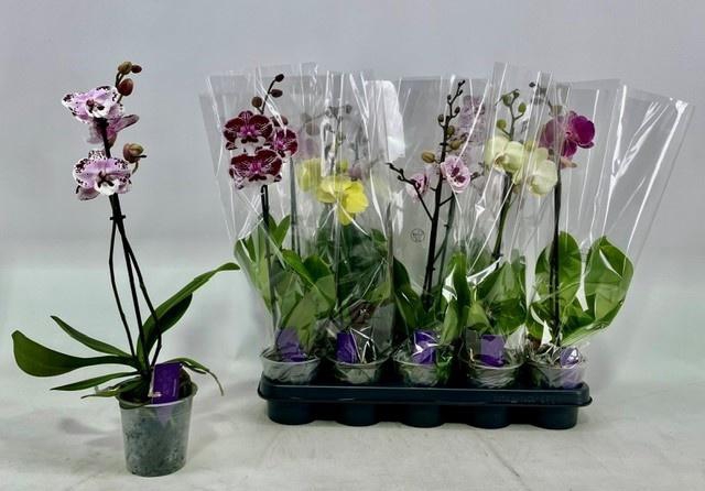 <h4>PHAL GEM</h4>