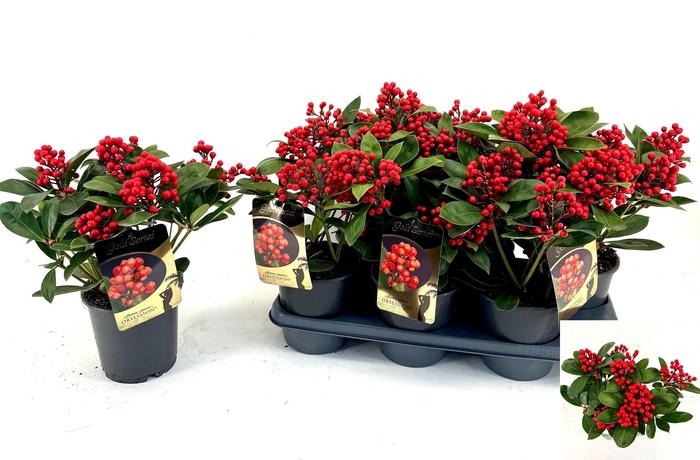 <h4>SKIM J OBSESSION</h4>