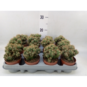 Cereus per. 'Monstrosus'