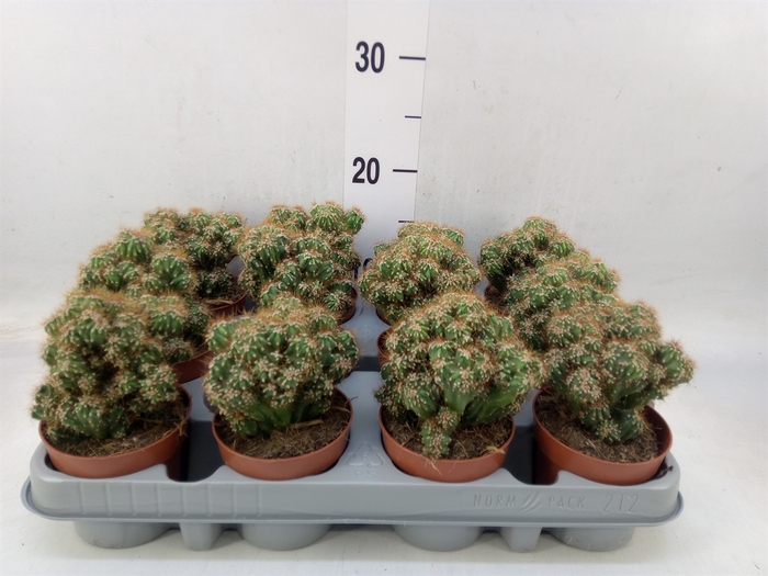 <h4>Cereus per. 'Monstrosus'</h4>