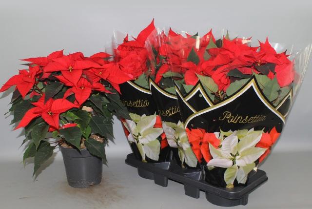 <h4>EUPHOR P CHR F RED</h4>