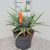 Arundo donax 'Versicolor'