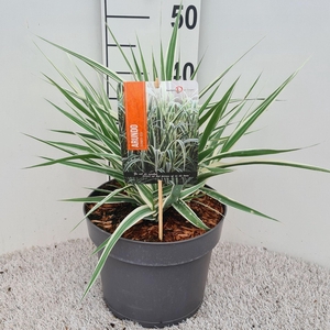Arundo donax 'Versicolor'