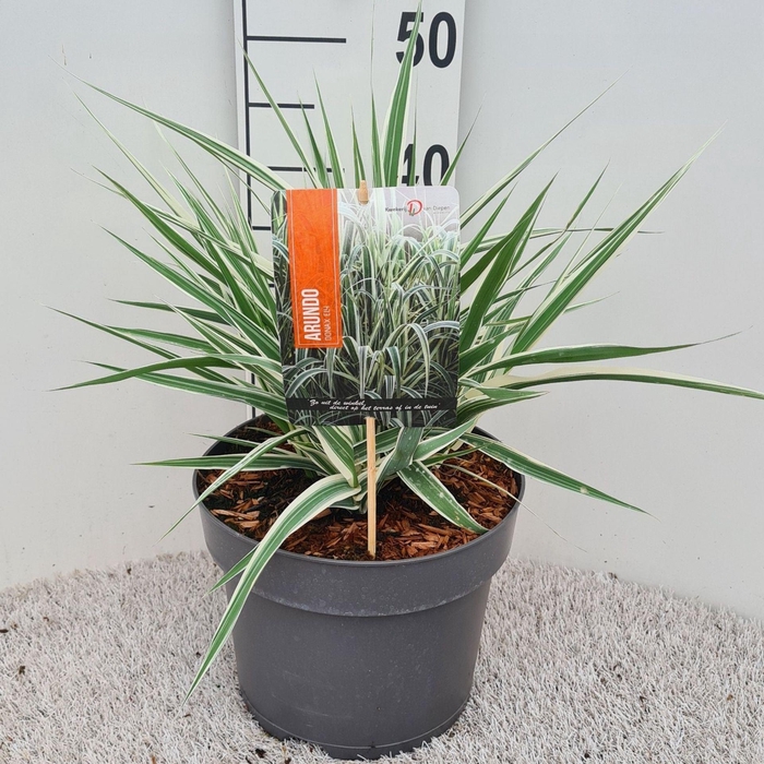<h4>Arundo donax 'Versicolor'</h4>