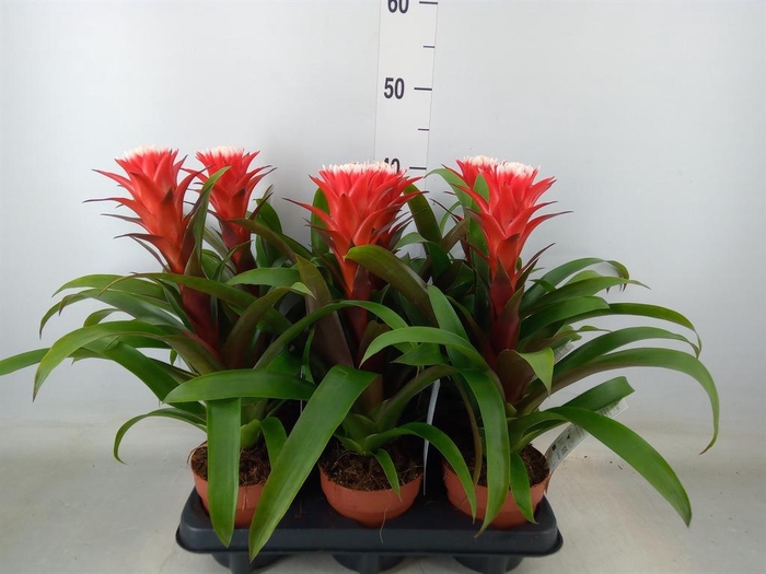 <h4>Guzmania  'Hope'</h4>