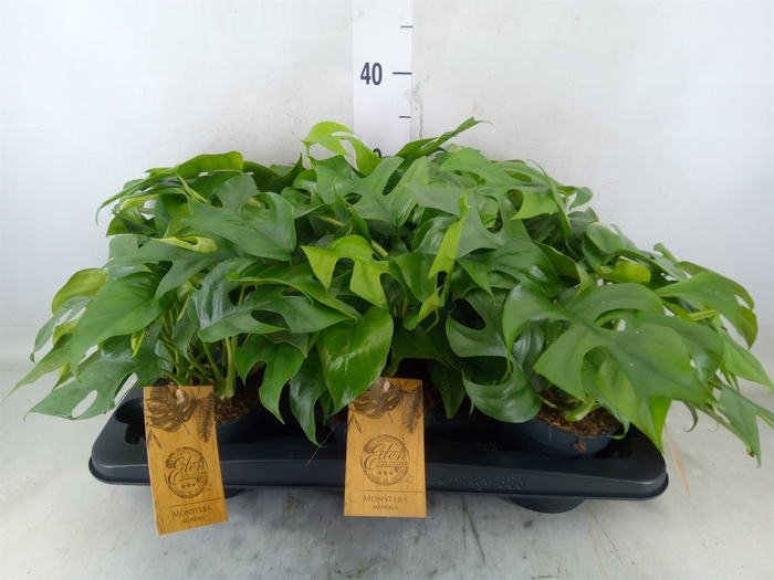 <h4>Monstera   ...</h4>