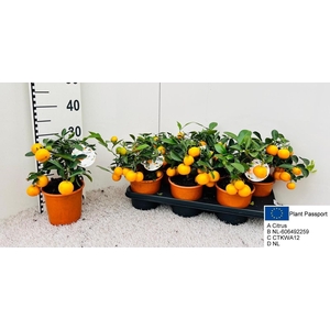 CITR MICROCARPA