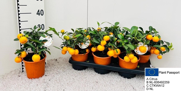 <h4>CITR MICROCARPA</h4>