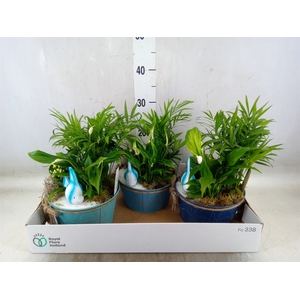 Arr.   Planten L%