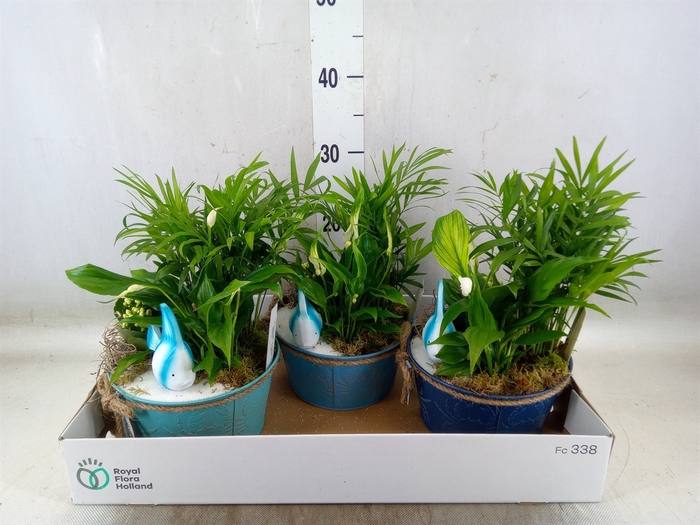 <h4>Arr.   Planten L%</h4>