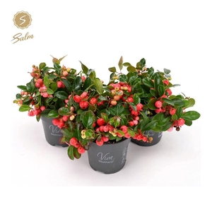 Viva Gaultheria pr. 'Big Berry'® P10
