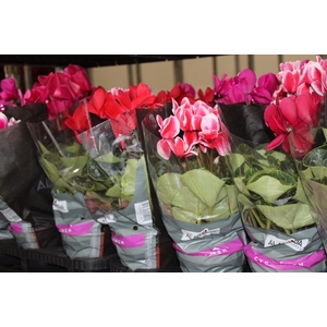 CYCLAMEN P14