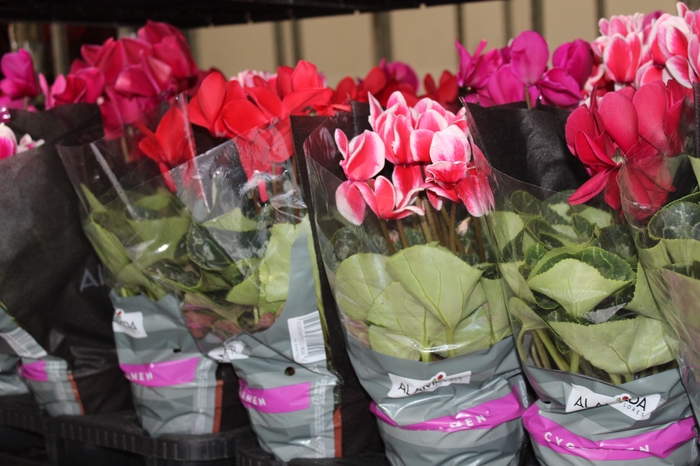 <h4>CYCLAMEN P14</h4>