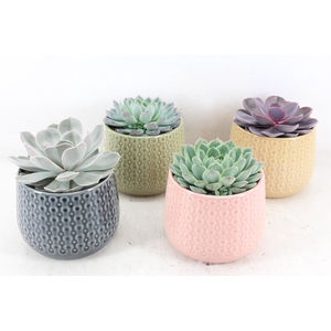 arr3 OV - Ker. brasil x4