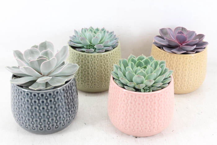 <h4>arr3 OV - Ker. brasil x4</h4>