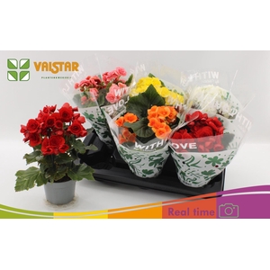 Begonia Elat. dubbelbloemig gemengd