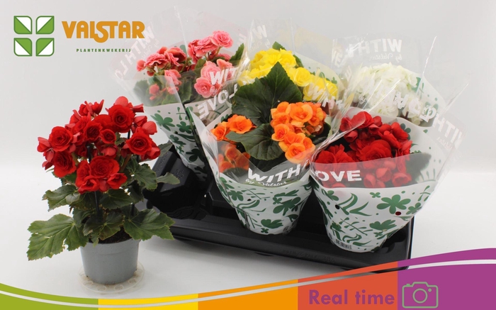 <h4>Begonia Elat. dubbelbloemig gemengd</h4>