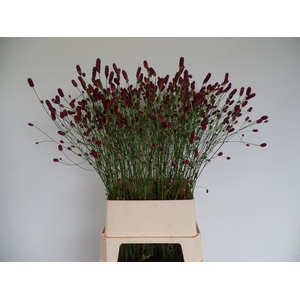 SANG OFFICINALIS