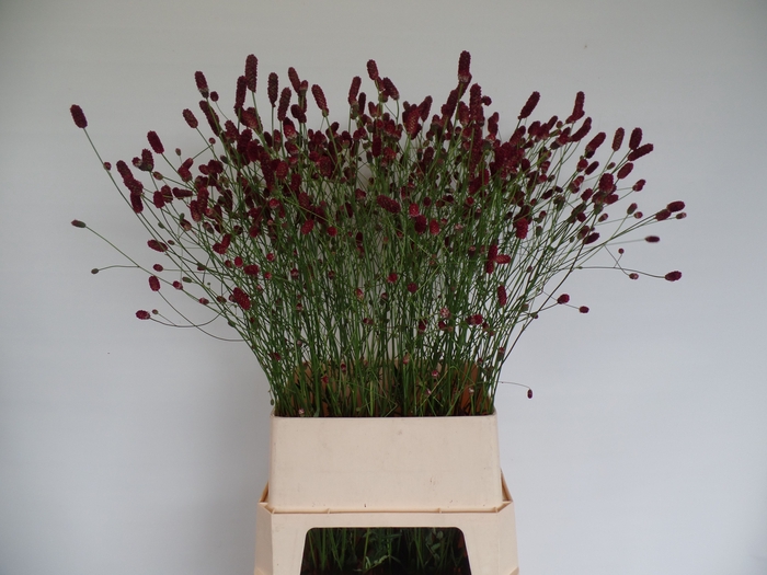 <h4>SANG OFFICINALIS</h4>