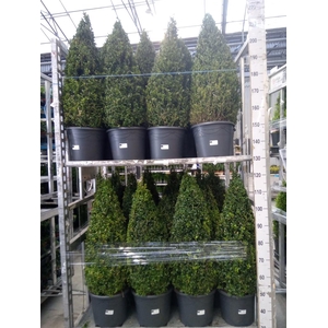 Buxus semp.   ...