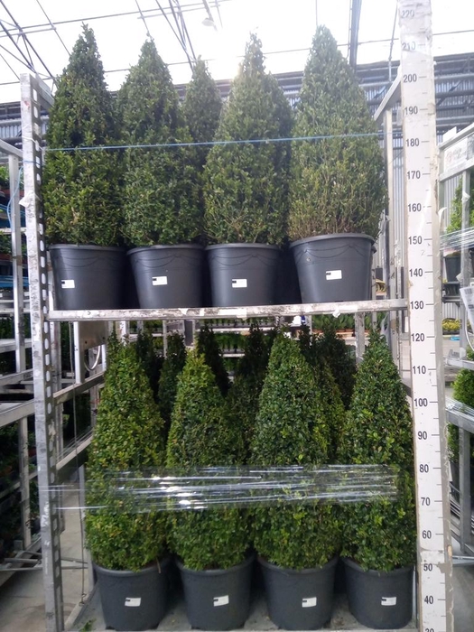 <h4>Buxus semp. ...</h4>