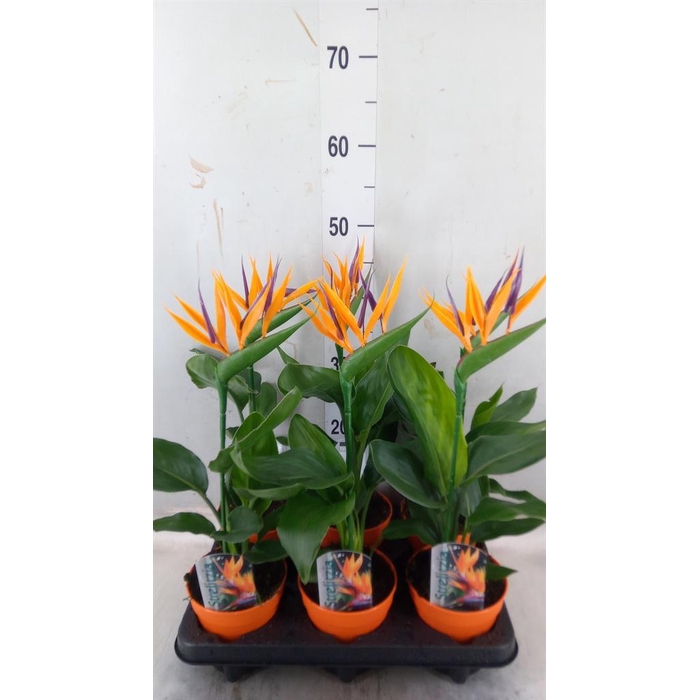 <h4>Arr.  Strelitzia L%</h4>