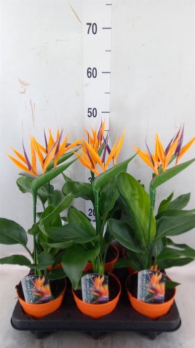 Arr.  Strelitzia L%