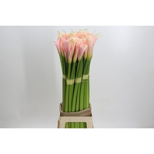 Zantedeschia Eydolls Salmon