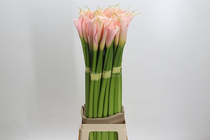 <h4>Zantedeschia Eydolls Salmon</h4>