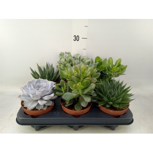Succulents   ...mix 6