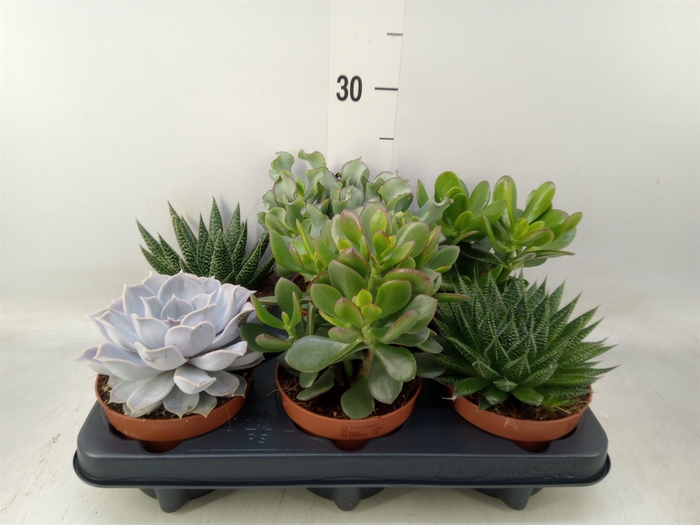 <h4>Succulents   ...mix 6</h4>