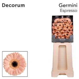 Germini Espresso Diamond