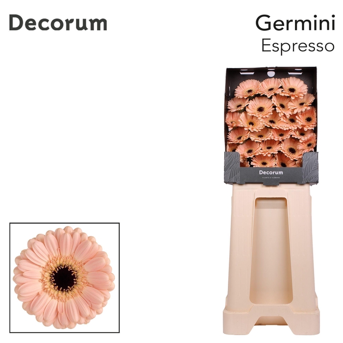 <h4>Germini Espresso Diamond</h4>