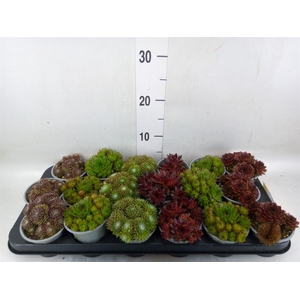 Sempervivum   ...mix
