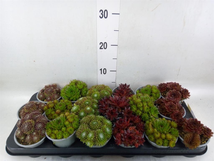 <h4>Sempervivum   ...mix</h4>