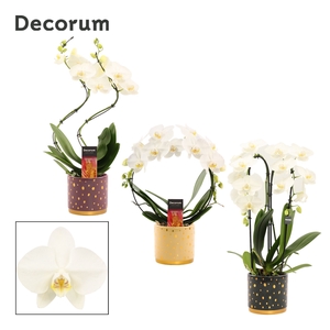 Phalaenopsis vormen mix 2 tak wit in Sparkle (Rich Love-collect.