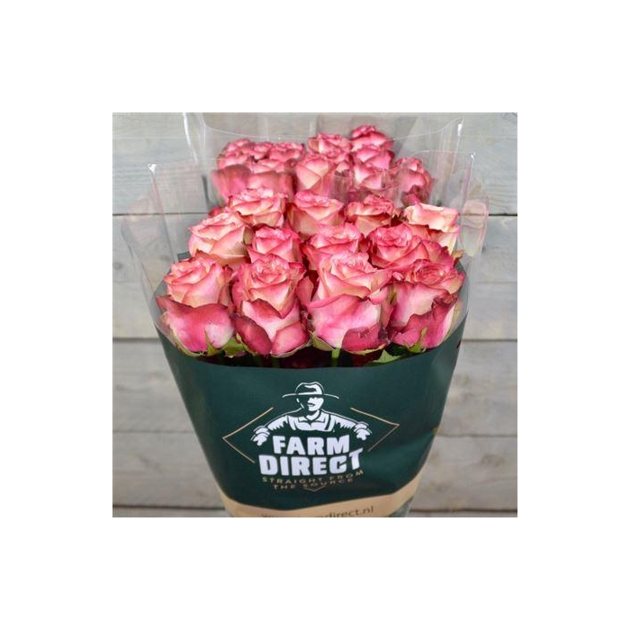 <h4>R Gr Paloma</h4>