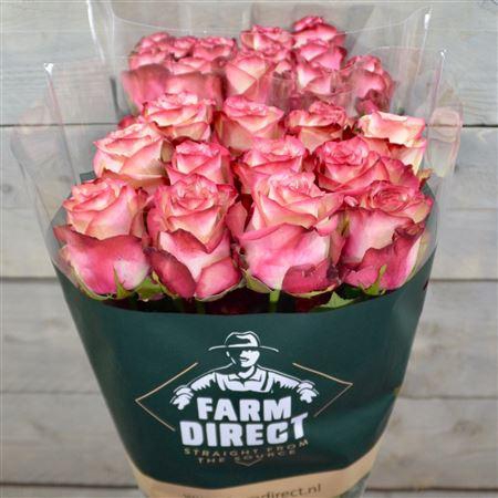 <h4>R Gr Paloma</h4>